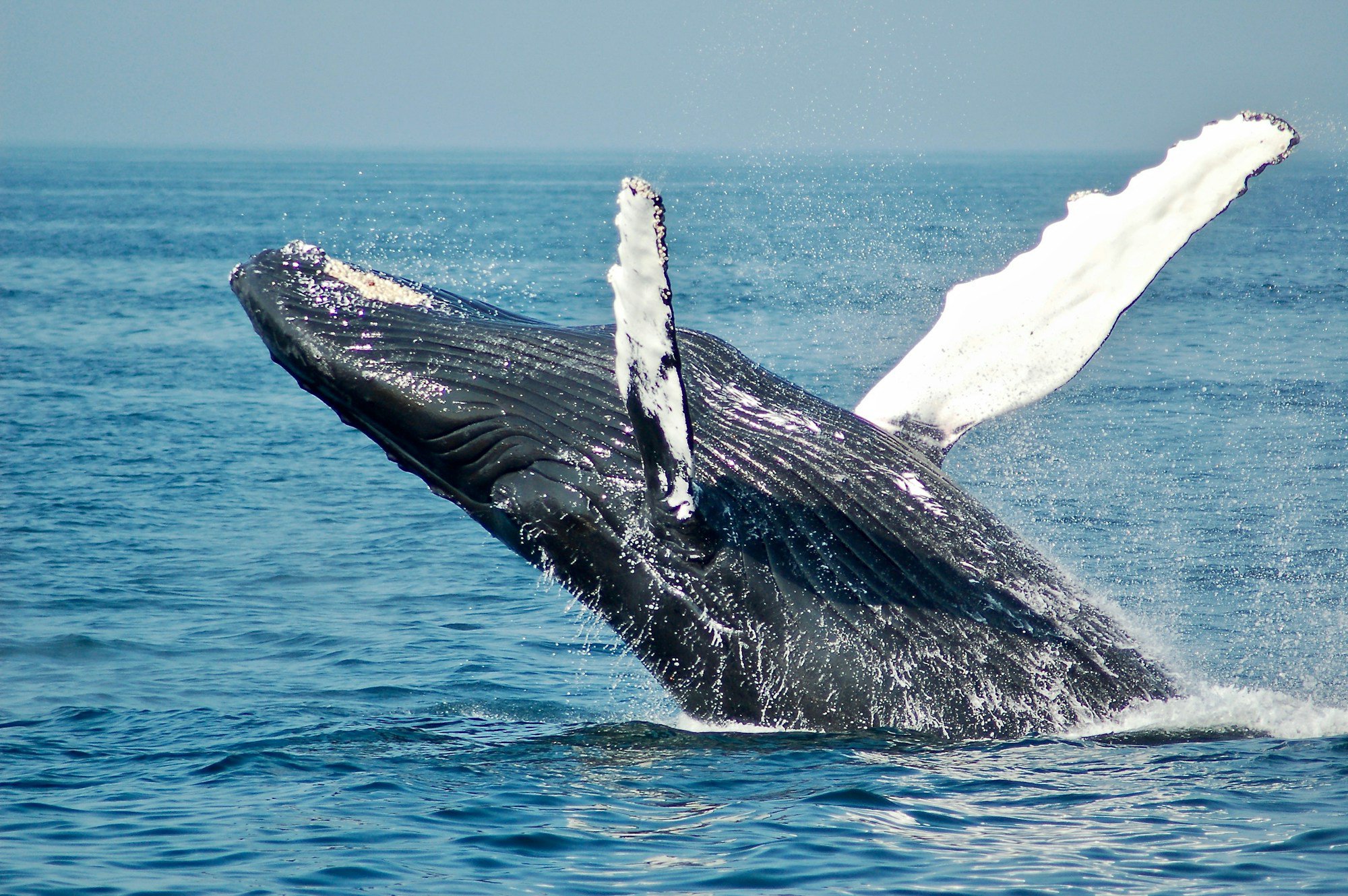Whales? Really? Is nothing unpolluted anymore? cover